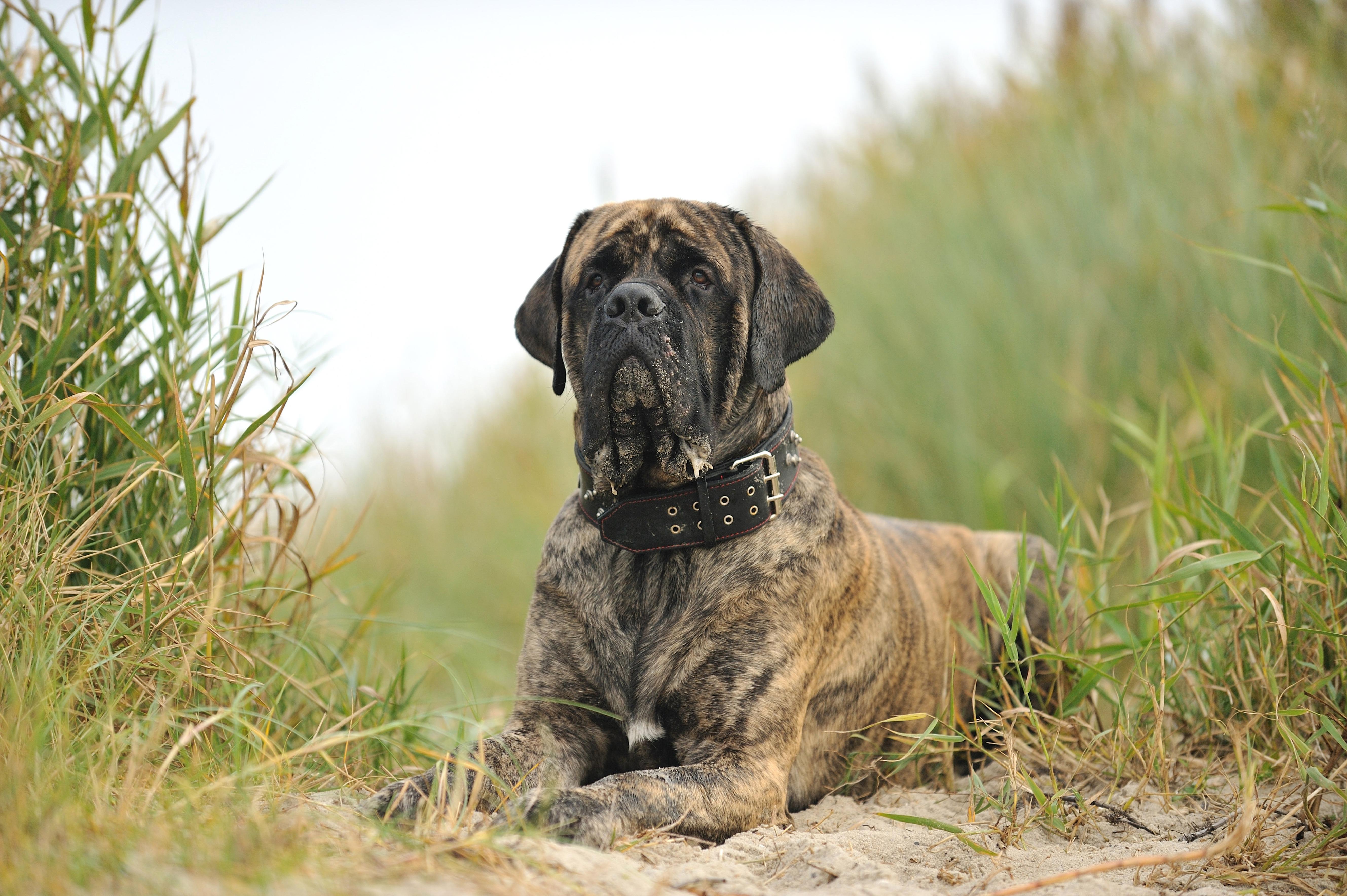 Old English mastiff lying down in some grassy sand dunes