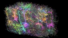 Rendering of mouse brain particle