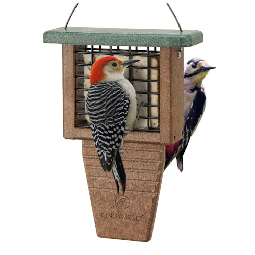 Amazon woodpecker