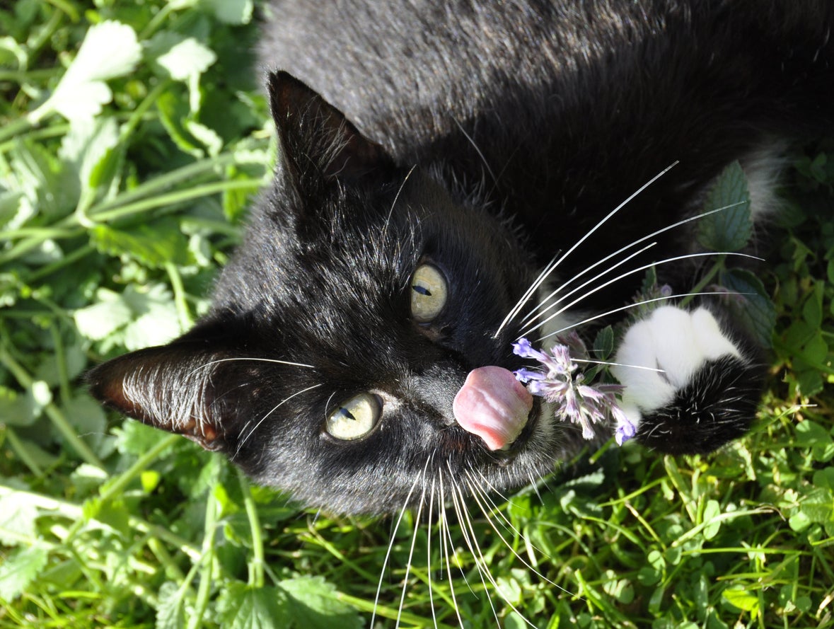 What is Catnip & What Does It Do to My Cat?