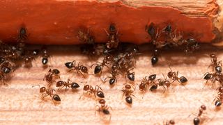 Carpenter ants by wood