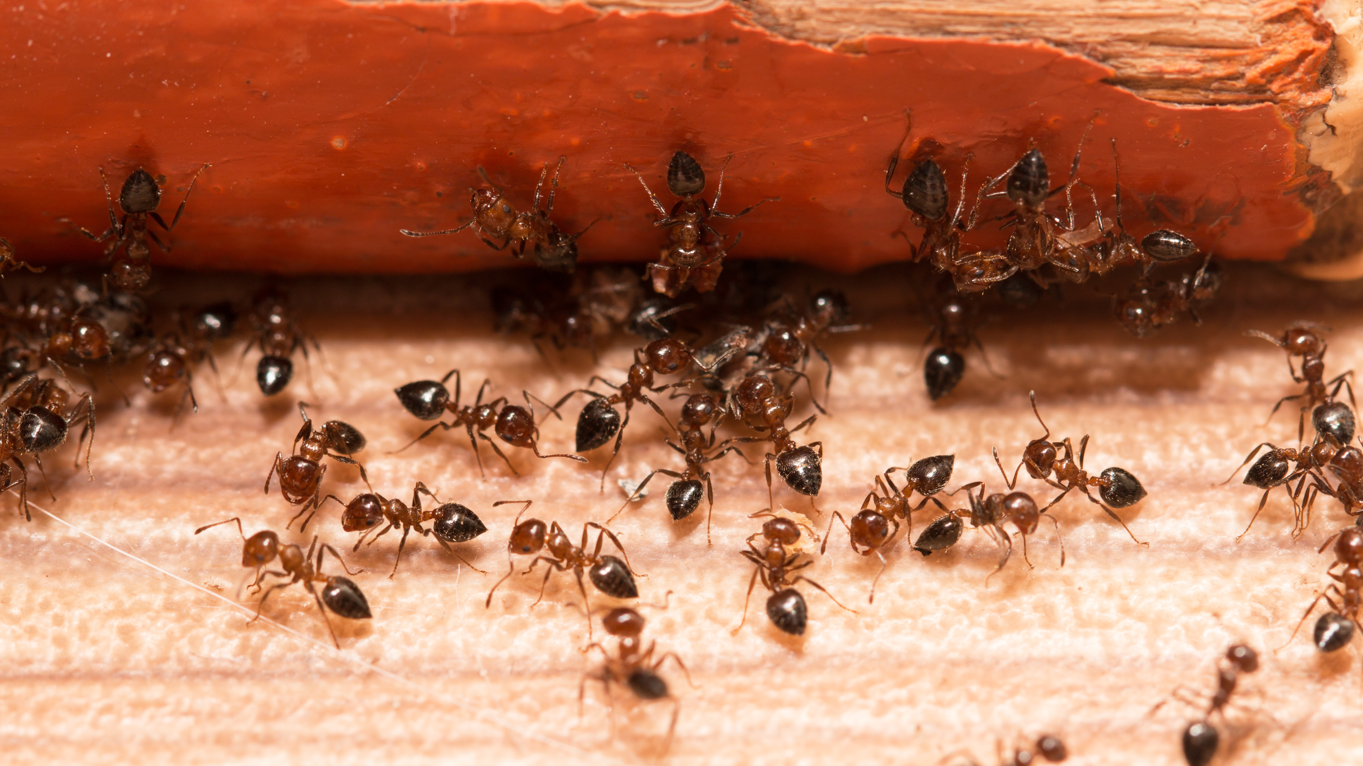 Carpenter ants by wood