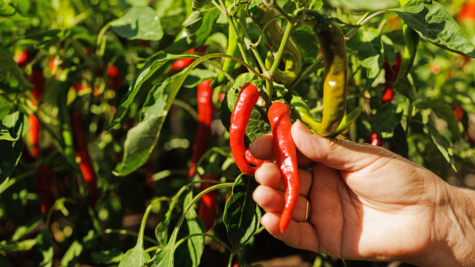 Close up of woman's hand picking red pepper from her garden.