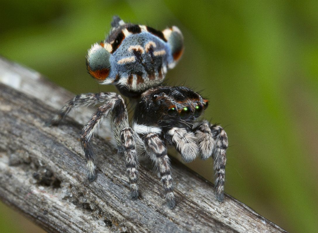 Seven New Species of Australian Peacock Spiders Discovered, Biology