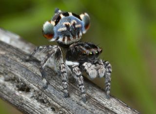 esearcher Jürgen Otto learned about the peacock spider M. lobatus from study co-author Knowles, who photographed the species years ago in Western Australia. Otto raised the individual in this photo from an egg.