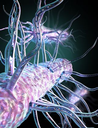 Illustration shows a close-up of the outside of Geobacter microbes with branching nanowires