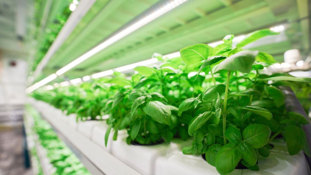 basil hydroponics