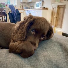 Cocker spaniel puppy sits on a cushion