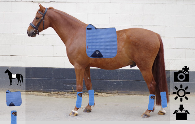 dresshorseapp.jpg