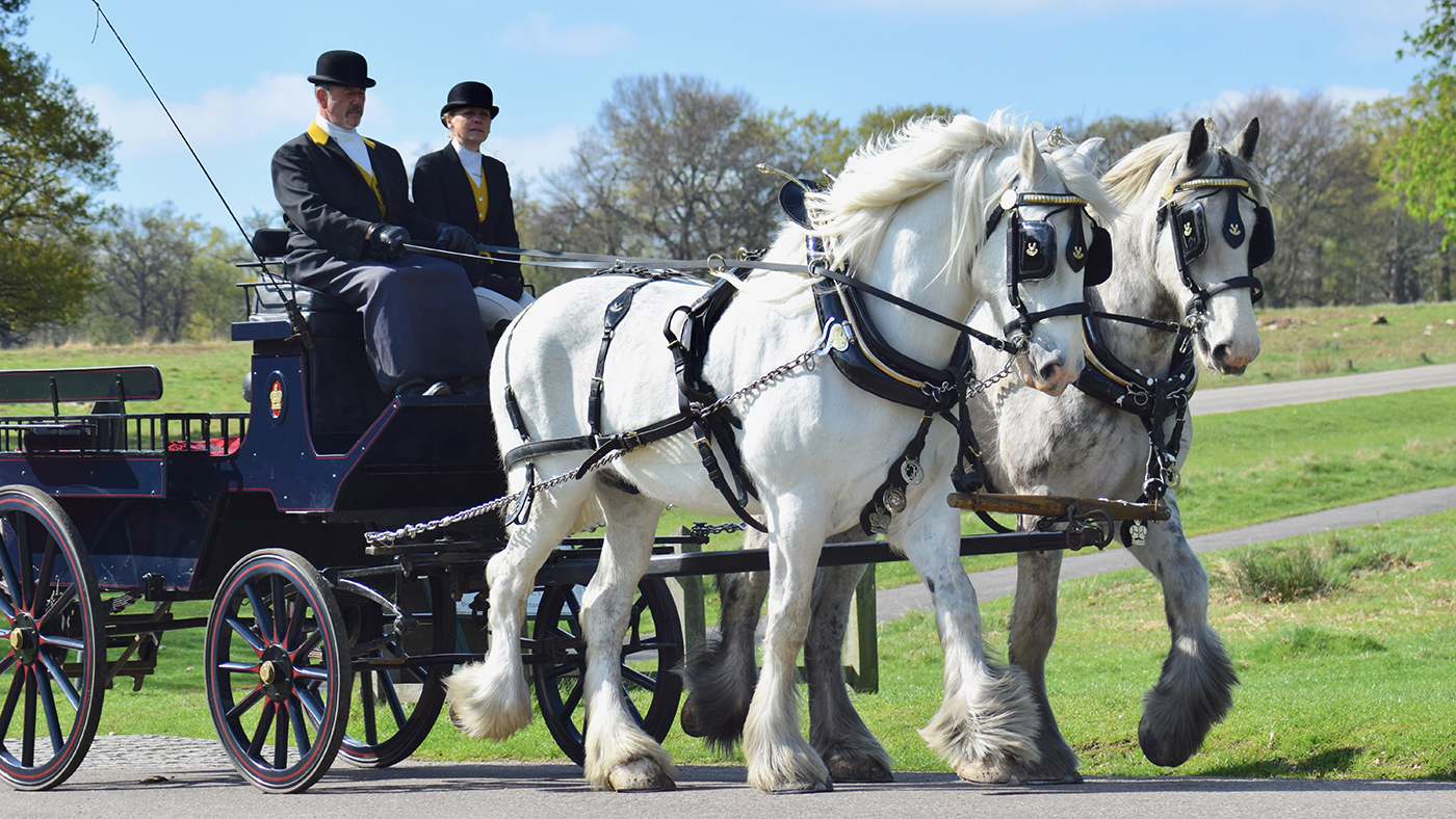 London Shire horses