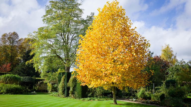 best fast-growing trees includes the Tulip Poplar