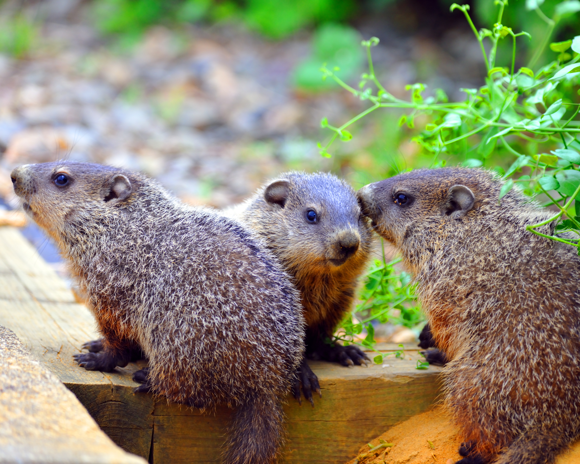 Three baby groundhogs