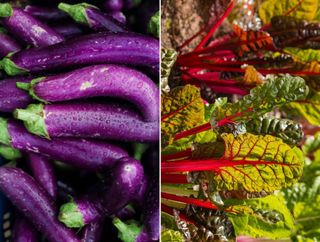 Eggplant (L) & Swiss Chard (R)