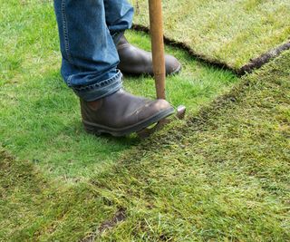 Cutting in new grass turf to repair a worn garden lawn