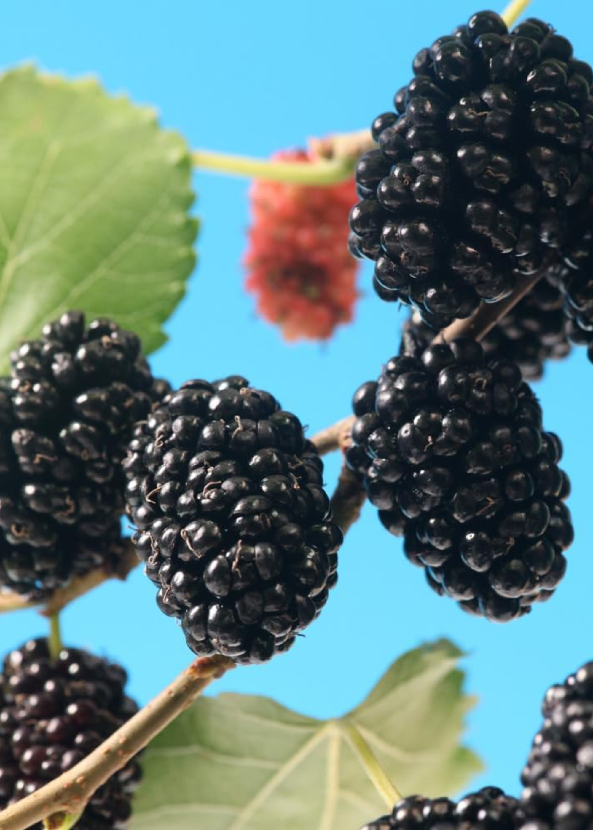 A close-up of a mulberry tree
