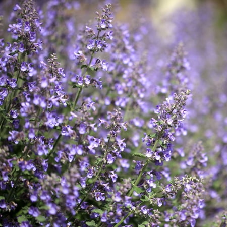 Catmint Nepeta Plants, 2 Live Perennial Plants in 4 in Pots, Non-Gmo