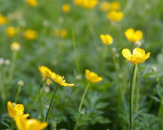 How-to-identify-wildflowers-buttercup