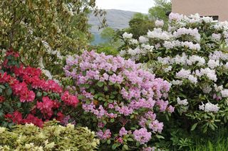 Ard Daraich, Ardgour, Fort William