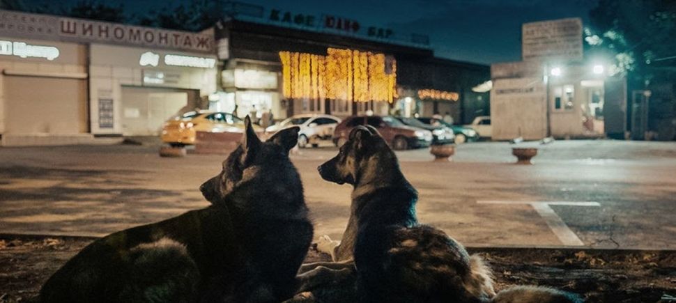 Laika and her crew: 'Space Dogs' documentary explores Moscow through a stray's eyes