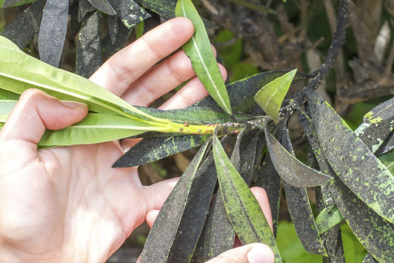 Leaf Curl On Oleander Plant