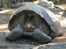 This female Giant Tortoise was found on Fernandina Island in 2019. She was nicknamed "Fernanda" and was found to belong to a species long thought to be extinct.