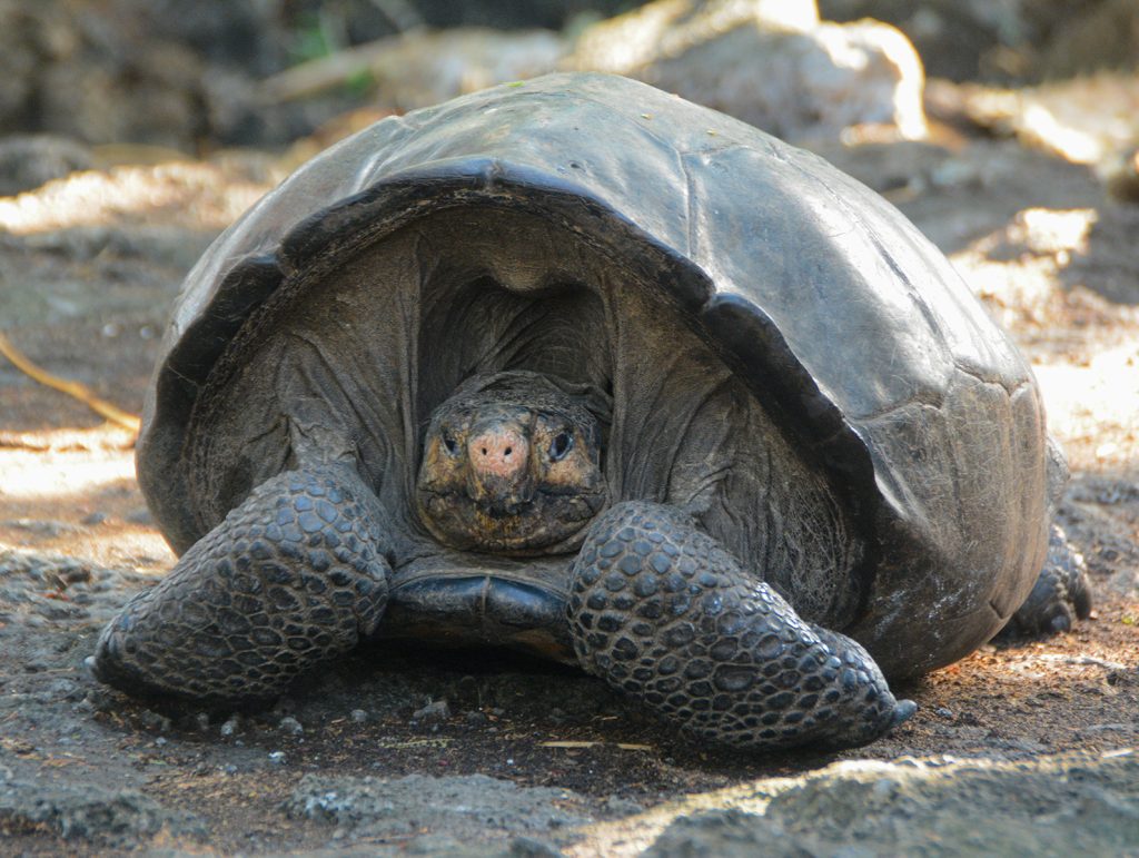 pinta giant tortoise
