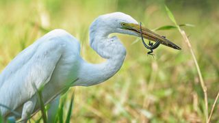 A photo of an egret eating a lizard