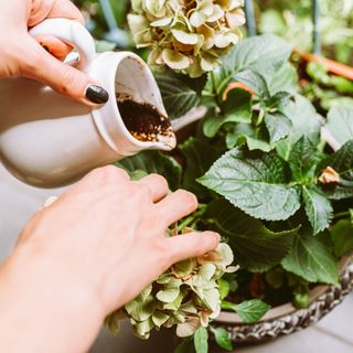 Coffee grounds in the garden