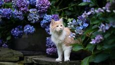 A tan and white cat standing in between bushes of blue hydrangeas
