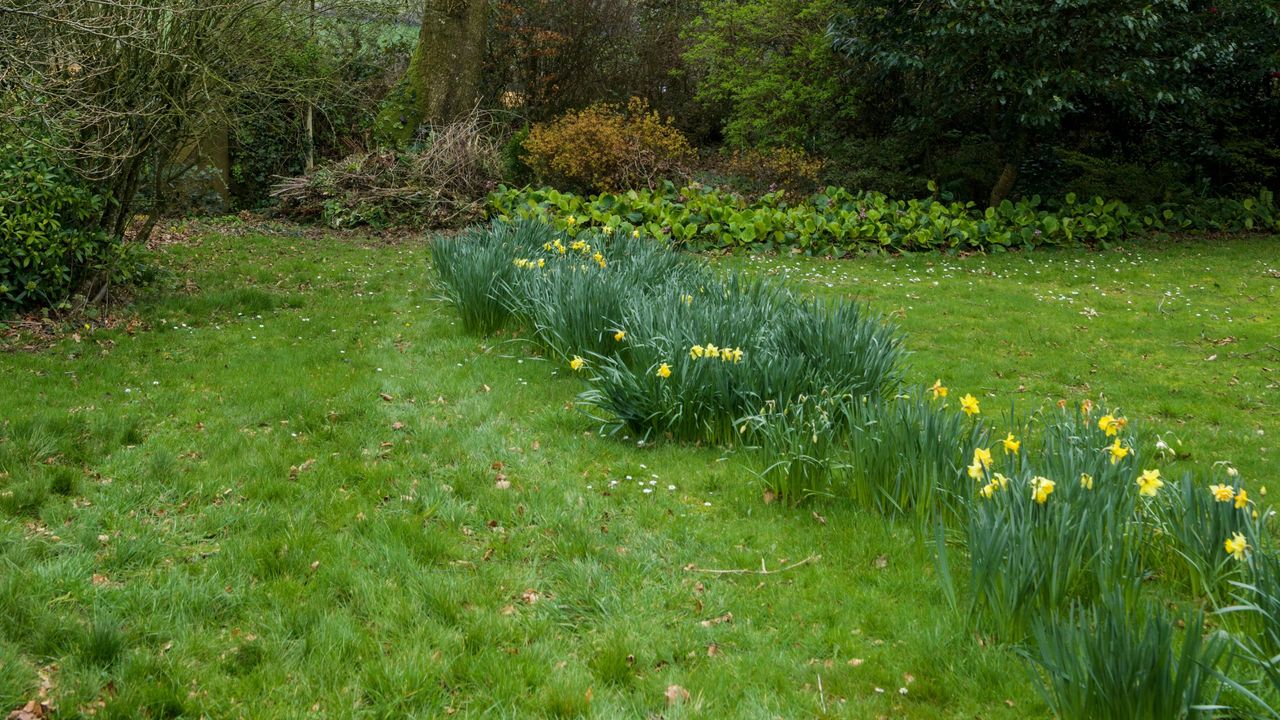 Daffodils growing in grass lawn in garden