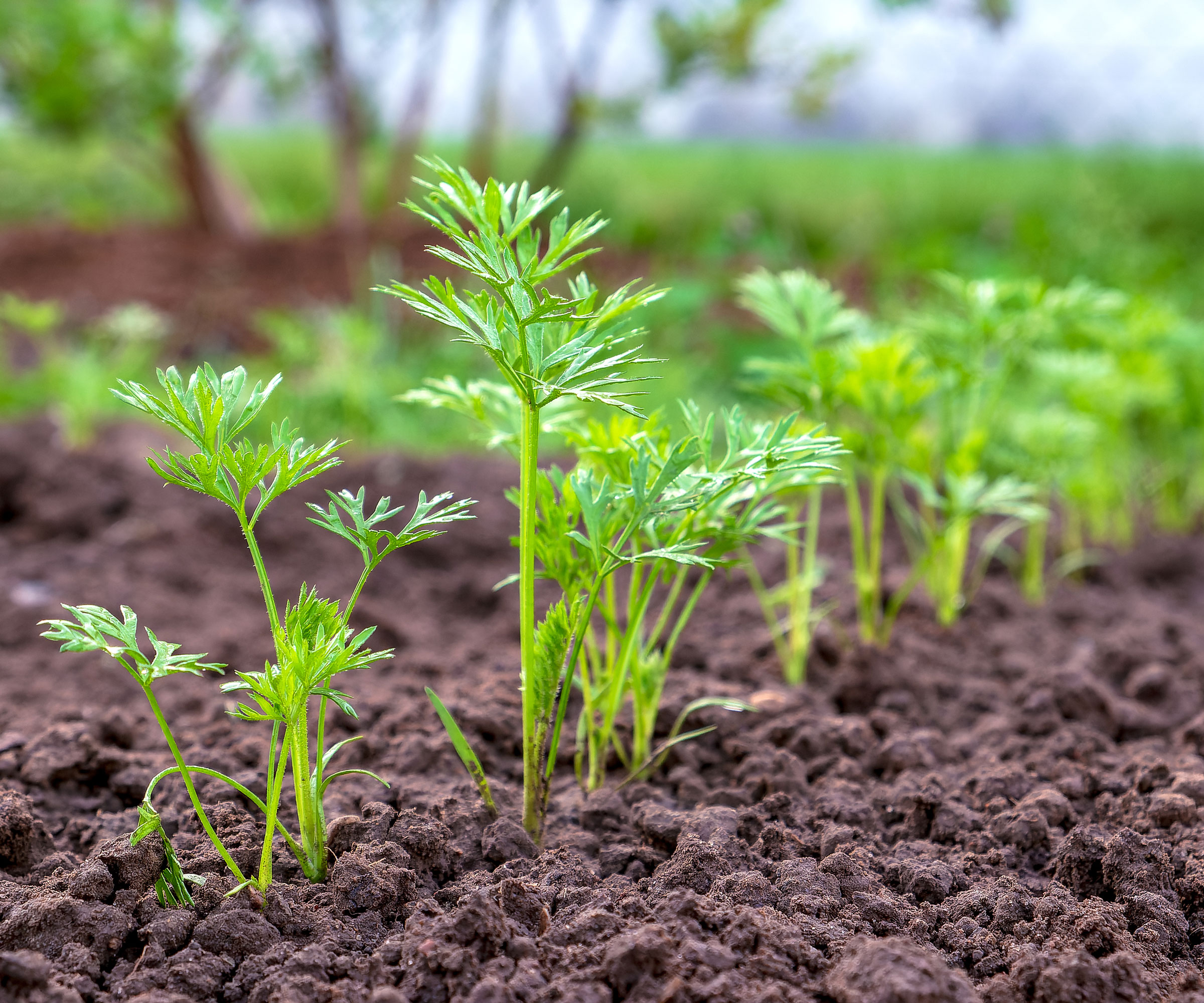 carrot seedlings growing in soil