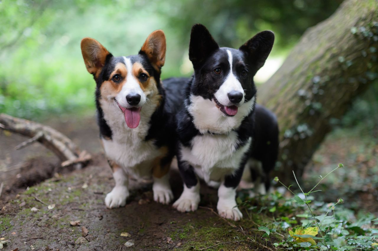 welsh cardigan corgis