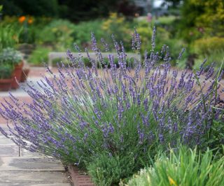 lavender Phenomenal (‘Niko’) flowering in pathway edging display