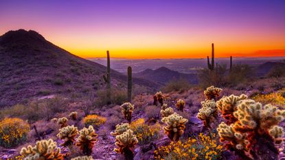 The Sonoran Desert 