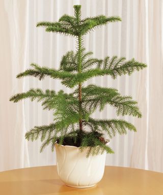 norfolk Island pine in a white pot