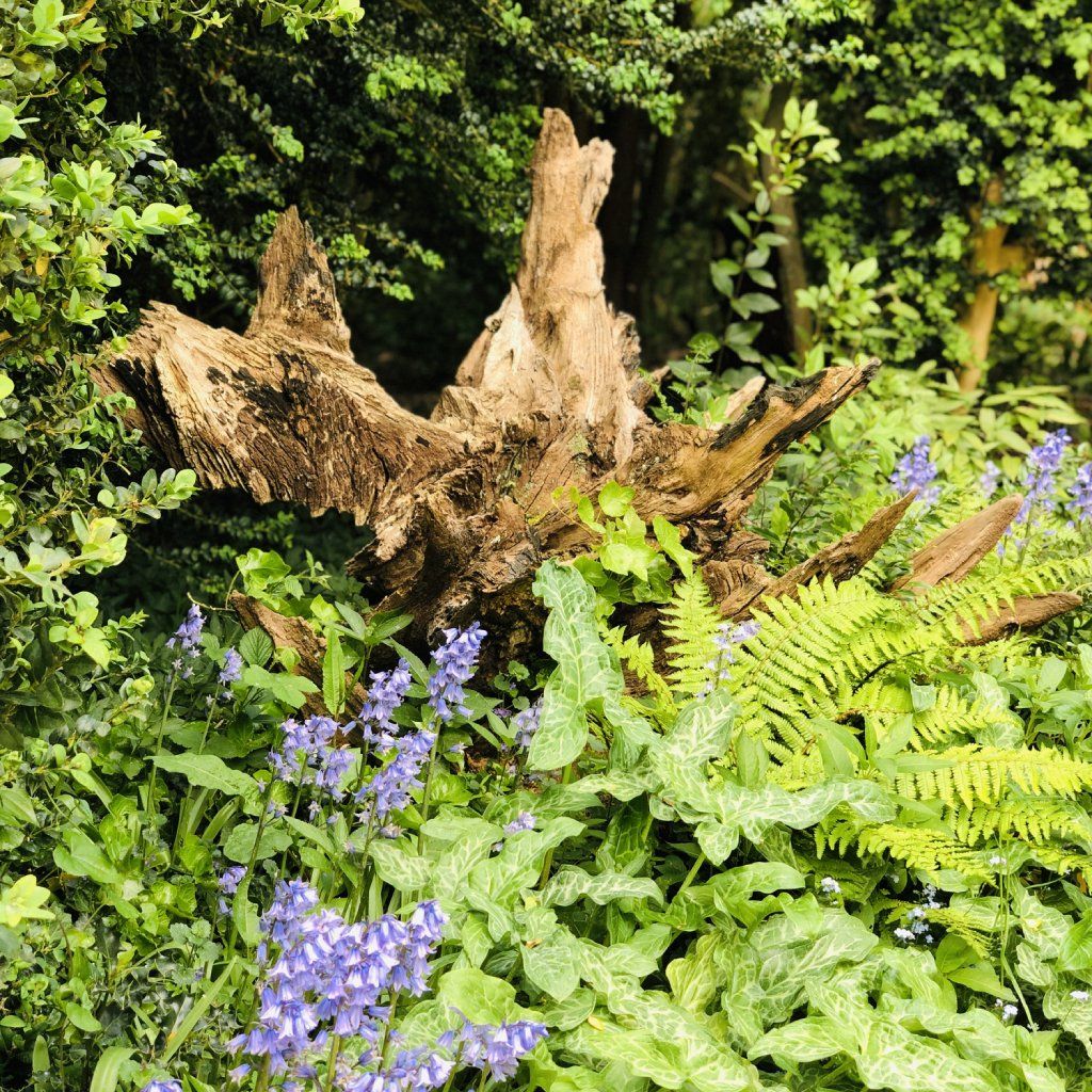 Victorian Stumpery Gardens: A Traditional Way To Garden Sustainability