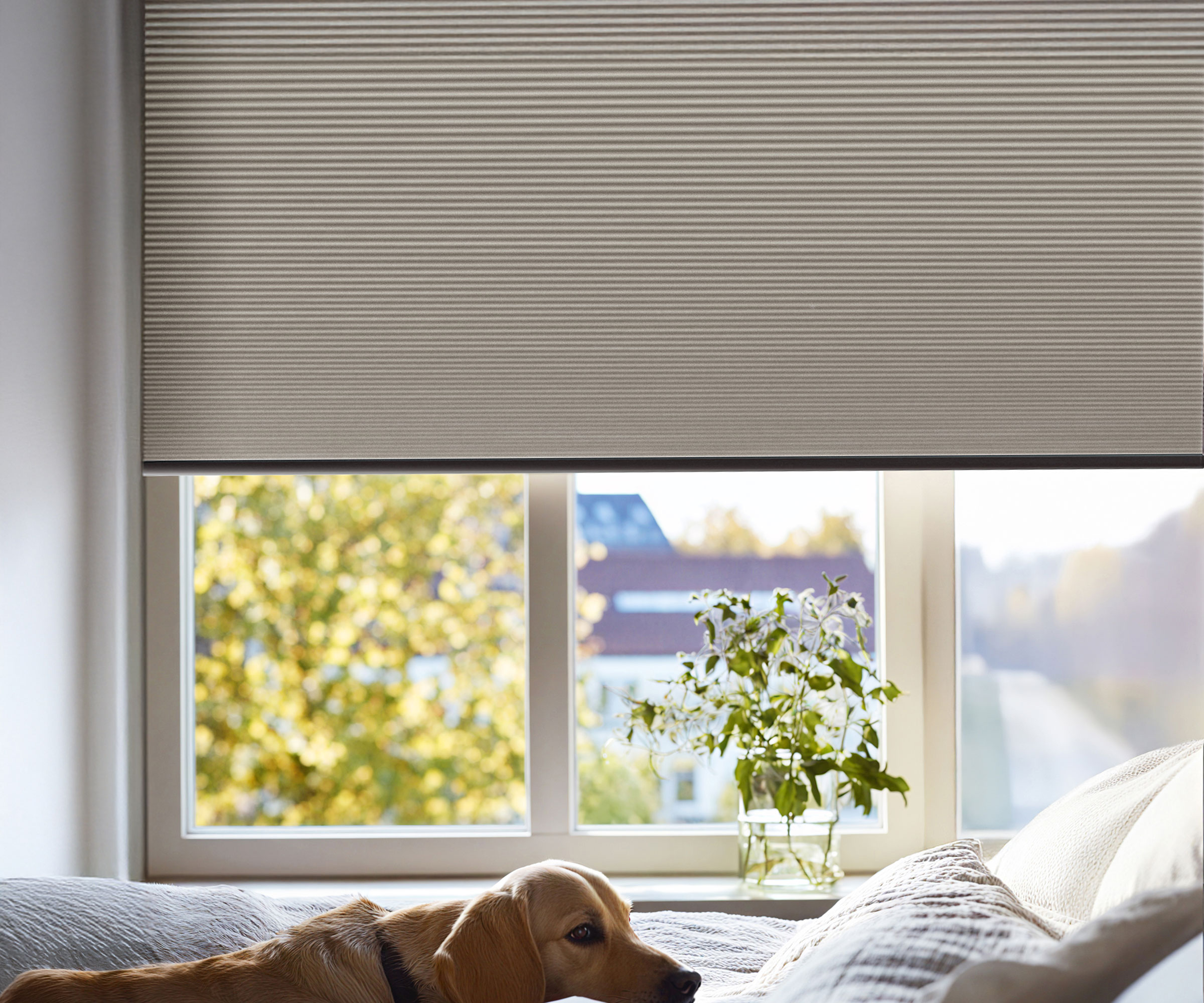 dog sitting on bed in bedroom with thermal blinds