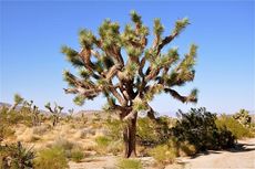joshua-tree-1-110603