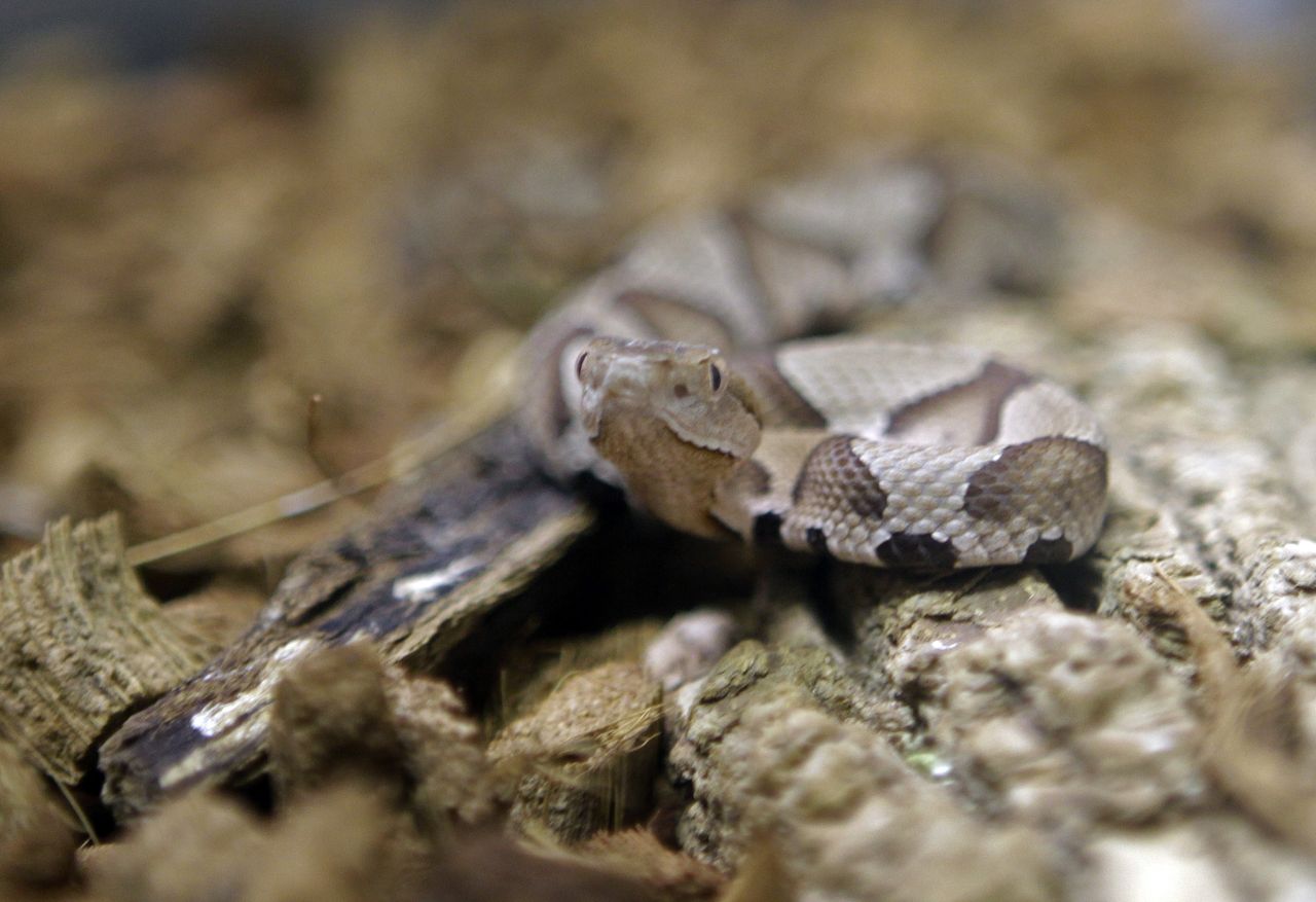 A copperhead snake.