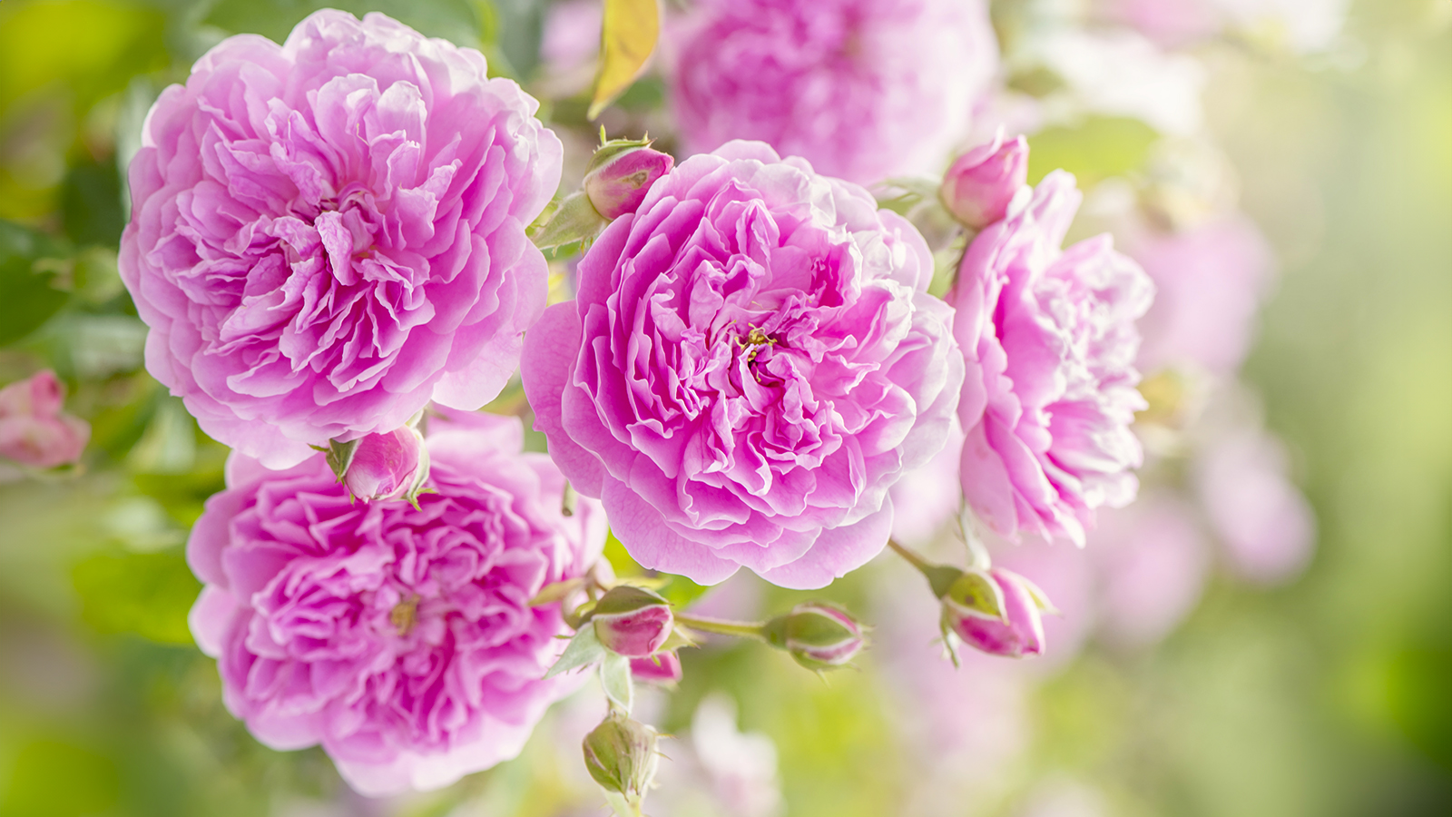 Pink roses in soft sunshine