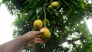 Hand holding mango on a tree