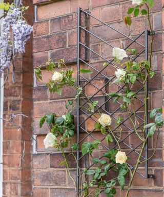 A brick wall with a black metal criss-cross trellis on it with white roses woven through it, and a purple wisteria bunch to the left