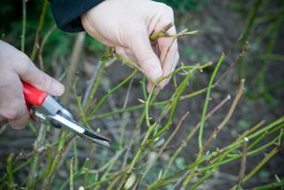 pruning roses