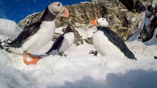 Puffins Spy in the Wild