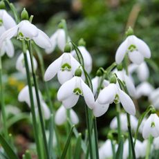 Flowering Galanthus elwesii or giant snowdrops