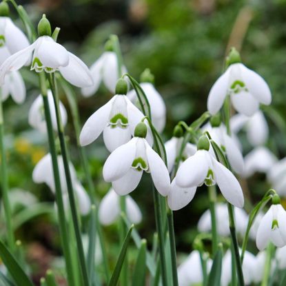 Flowering Galanthus elwesii or giant snowdrops