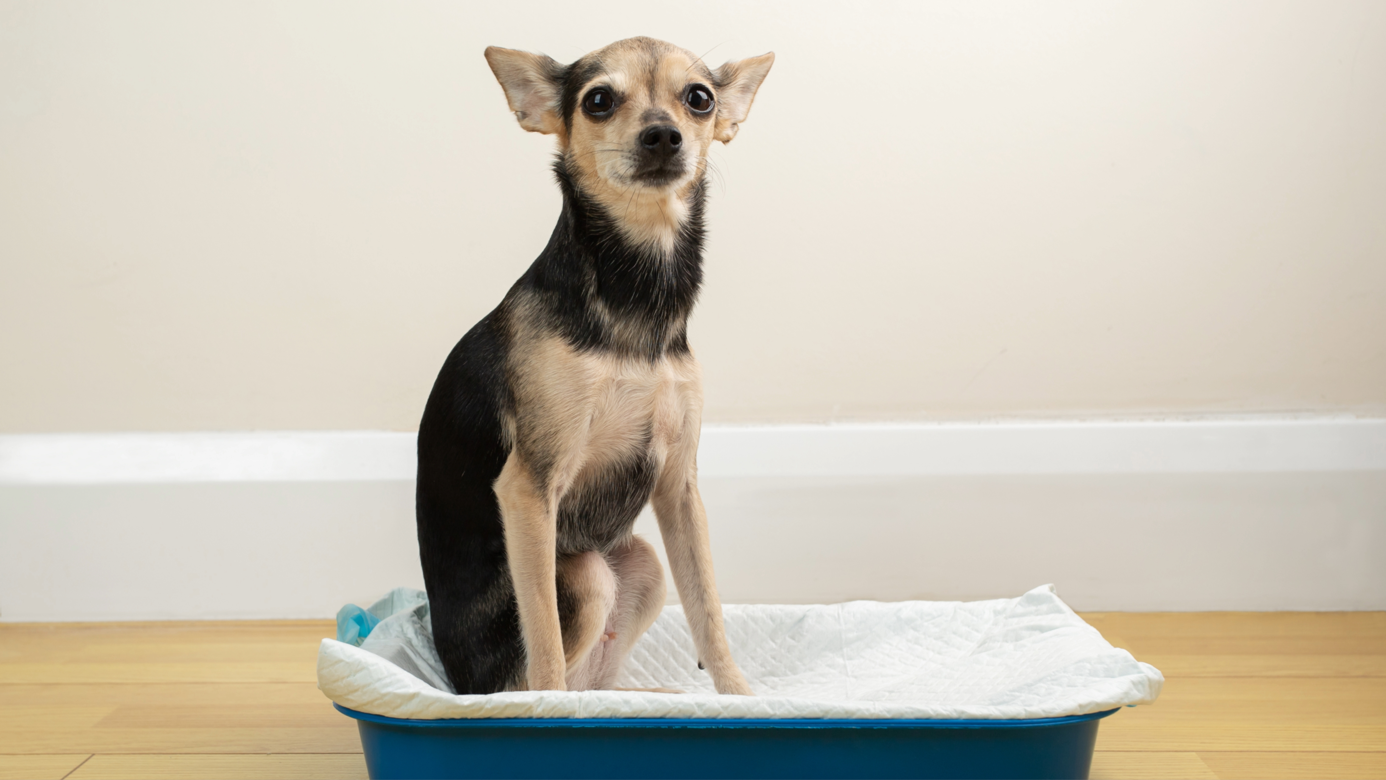 Dog using litter tray 