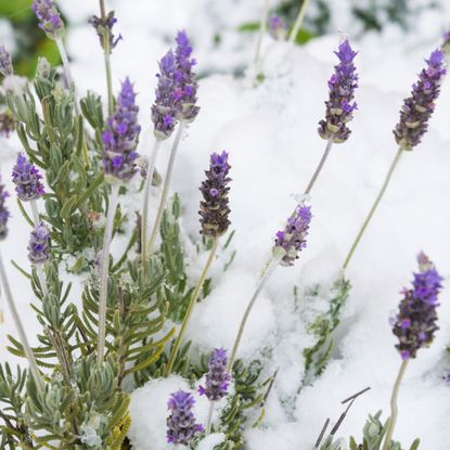 Lavender flowers under snow during unusually cold weather, suggesting the need for winter protection