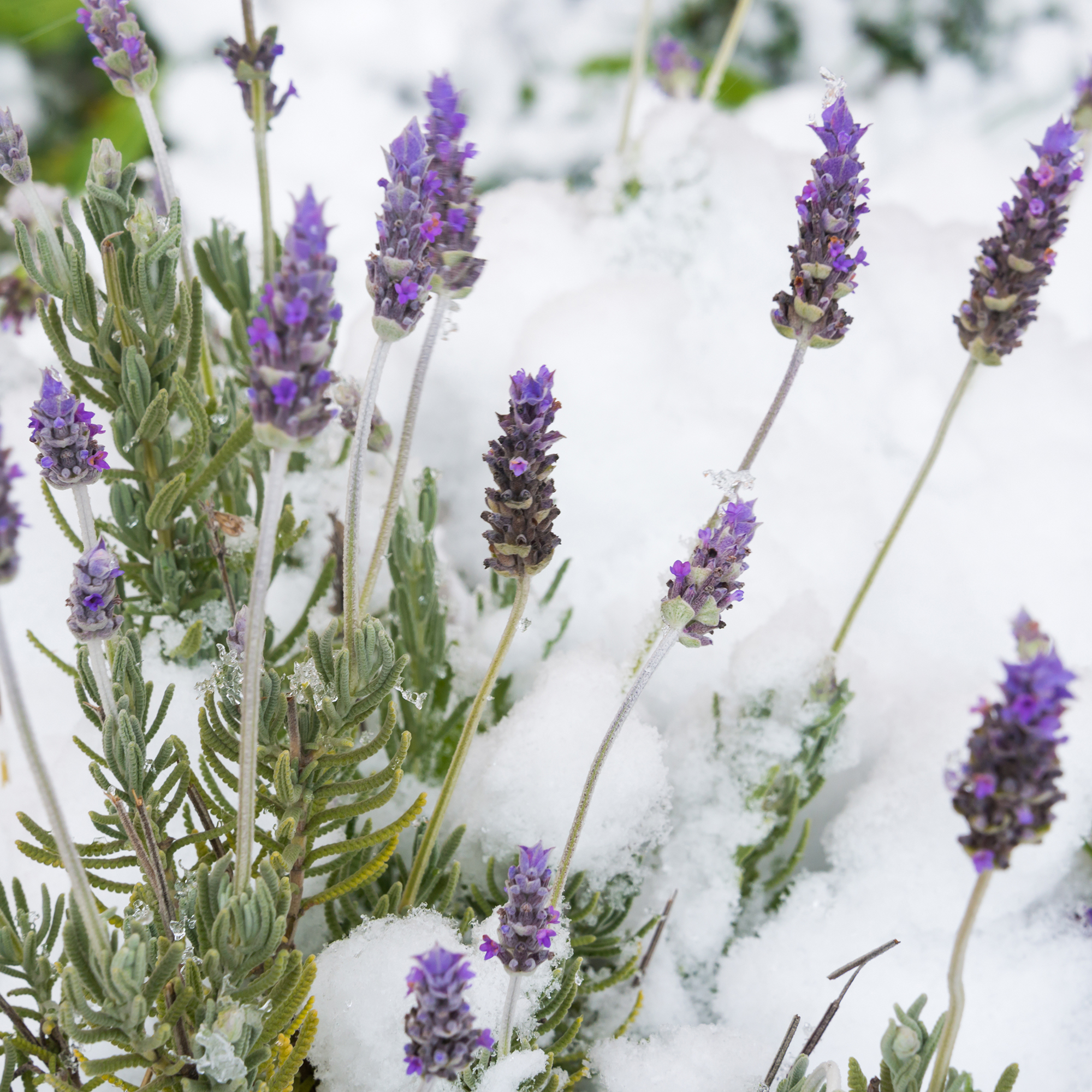 Lavender flowers under snow during unusually cold weather, suggesting the need for winter protection