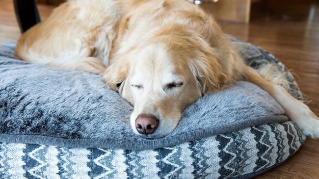How to choose the right size dog bed | PetsRadar